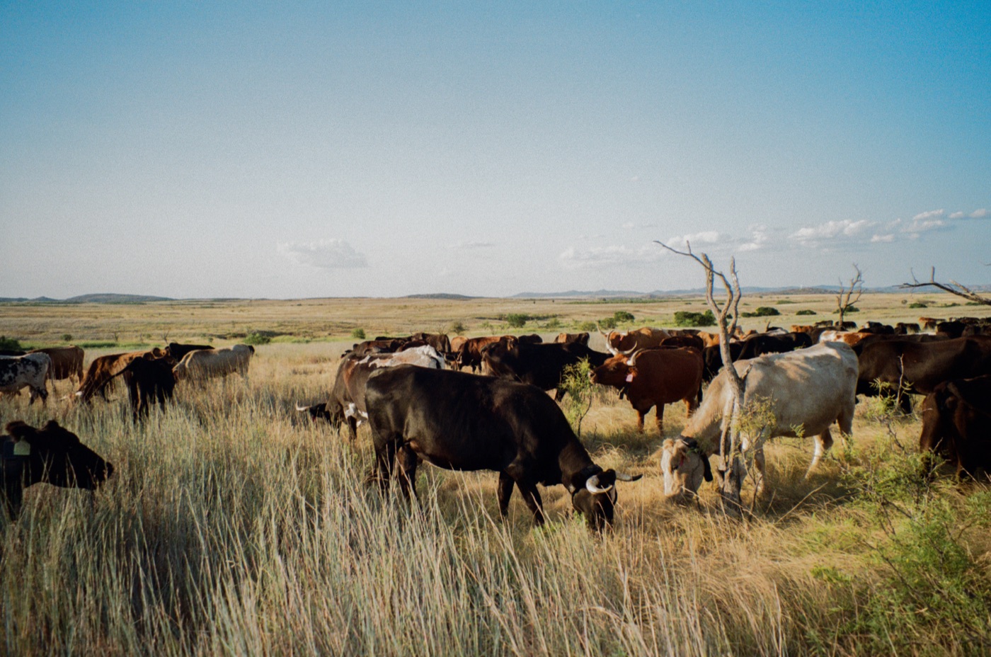 A mixed herd grazing native rangeland under a wide horizon