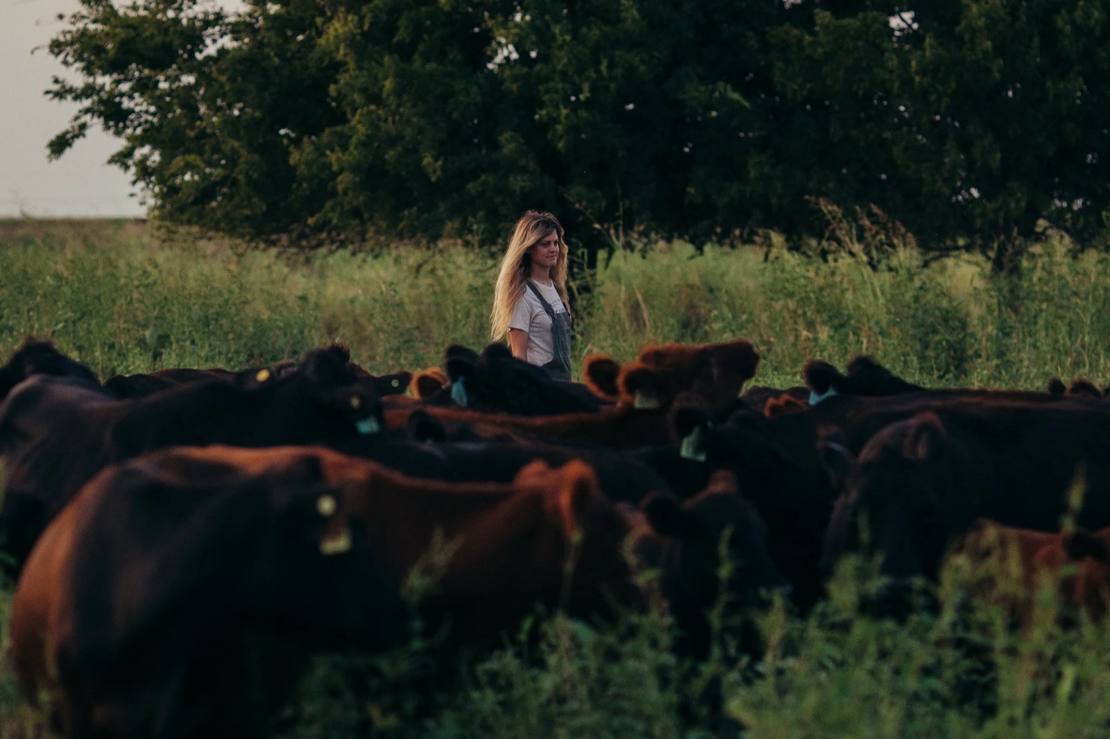Kacie with the herd in tallgrass at dusk
